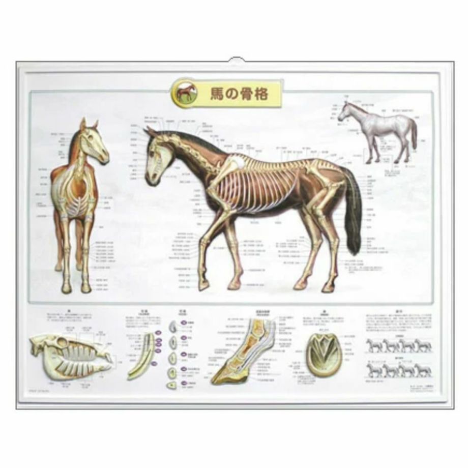 馬の骨格 立体パネル 3Dチャート|JODHPURS (ジョッパーズ) 乗馬