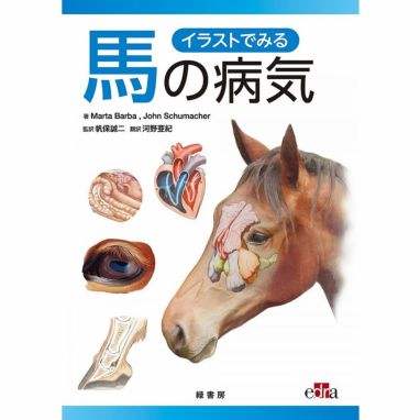 メカニズムから理解する 馬の動き | JODHPURS (ジョッパーズ) 乗馬用品