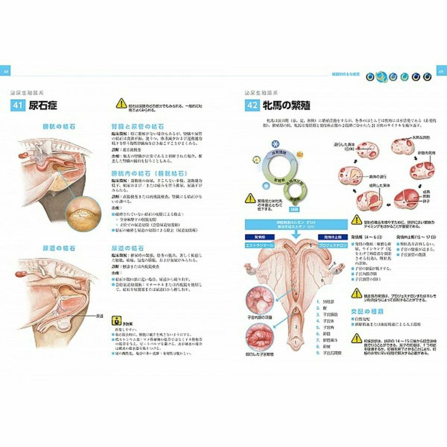 イラストでみる馬の病気 Jodhpurs ジョッパーズ 乗馬用品 ライフスタイル