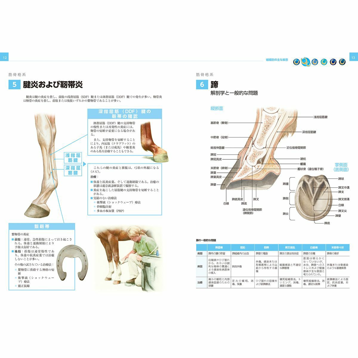 イラストでみる馬の病気 Jodhpurs ジョッパーズ 乗馬用品 ライフスタイル