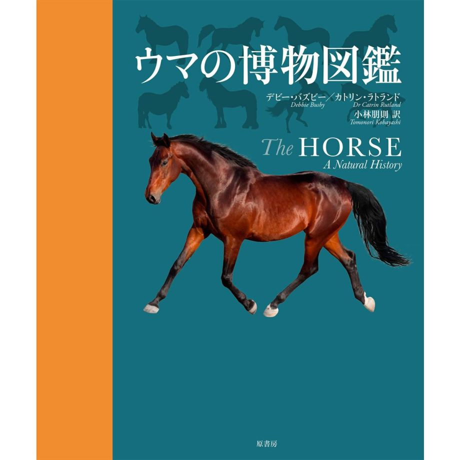 乗馬 EVOLUTION HORSE エヴォリューション ホース | www.nov-ita.fr