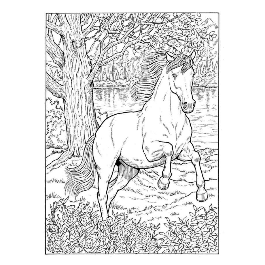 クリエイティブ・ヘブン 馬の塗り絵ブック （洋書 Creative Haven Great Horses Coloring Book ...