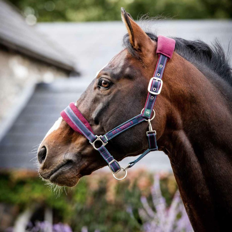 HORSEWARE ランボー パデッド ヘッドカラー|JODHPURS